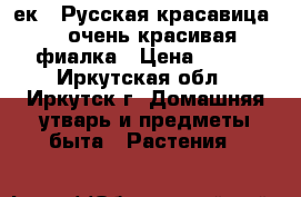  “ек - Русская красавица“ - очень красивая фиалка › Цена ­ 160 - Иркутская обл., Иркутск г. Домашняя утварь и предметы быта » Растения   